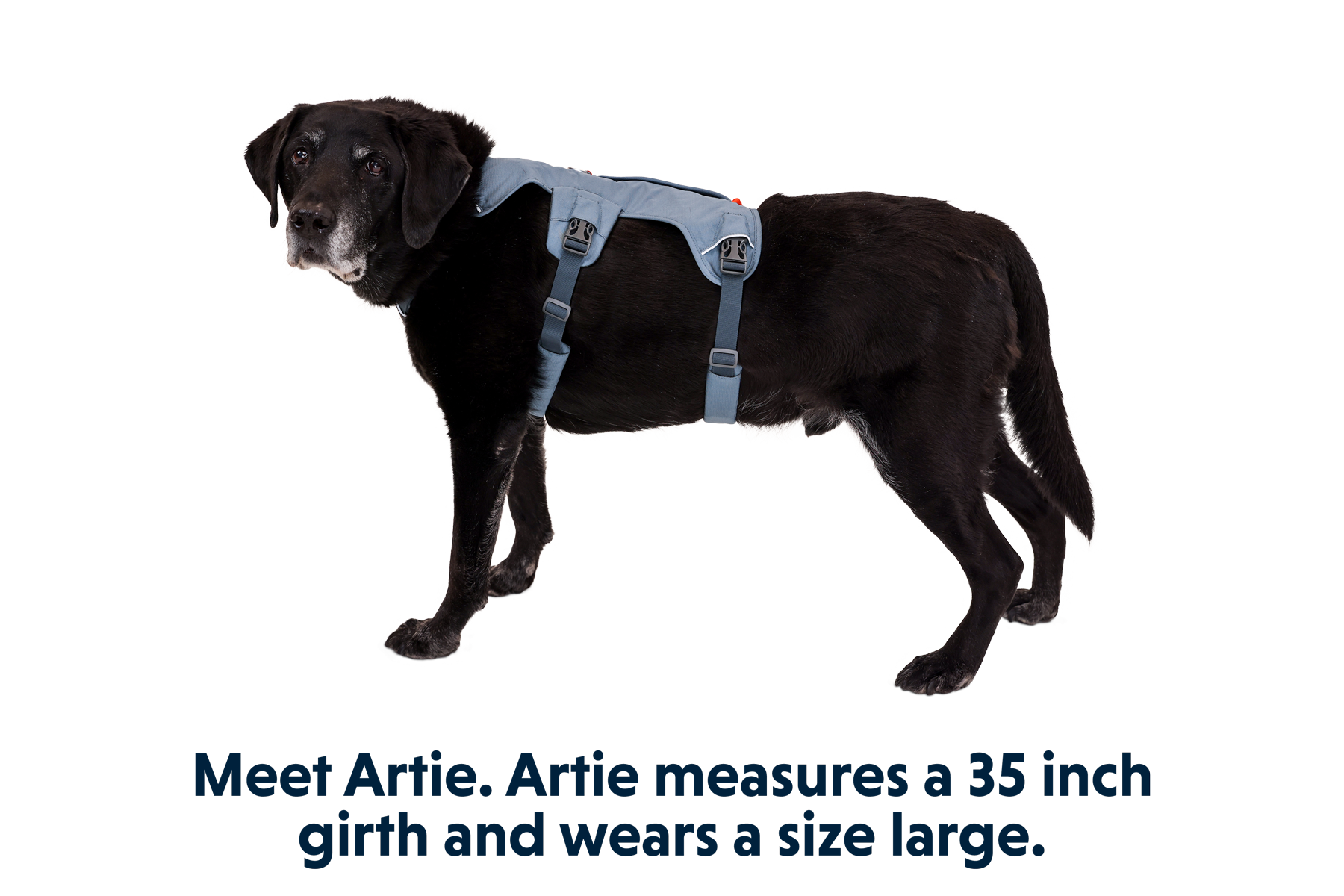Web Master™ Dog Harness