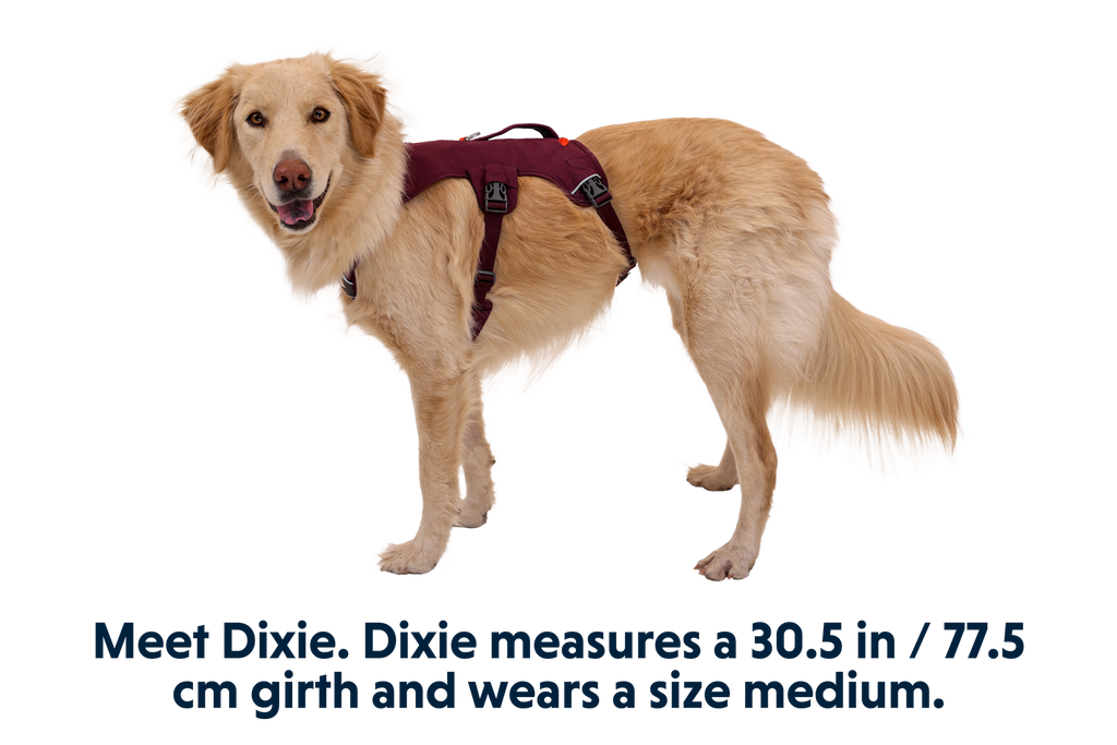 Web Master™ Dog Harness
