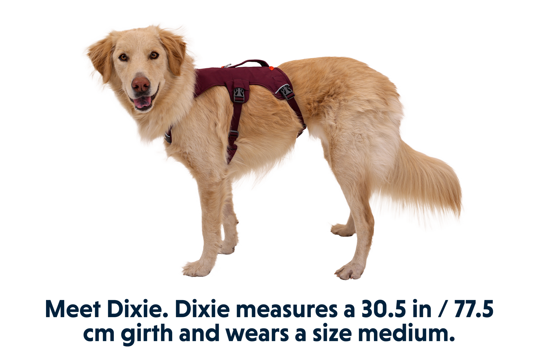 Web Master™ Dog Harness