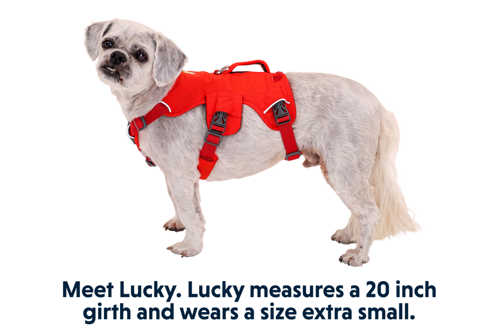 Web Master™ Dog Harness